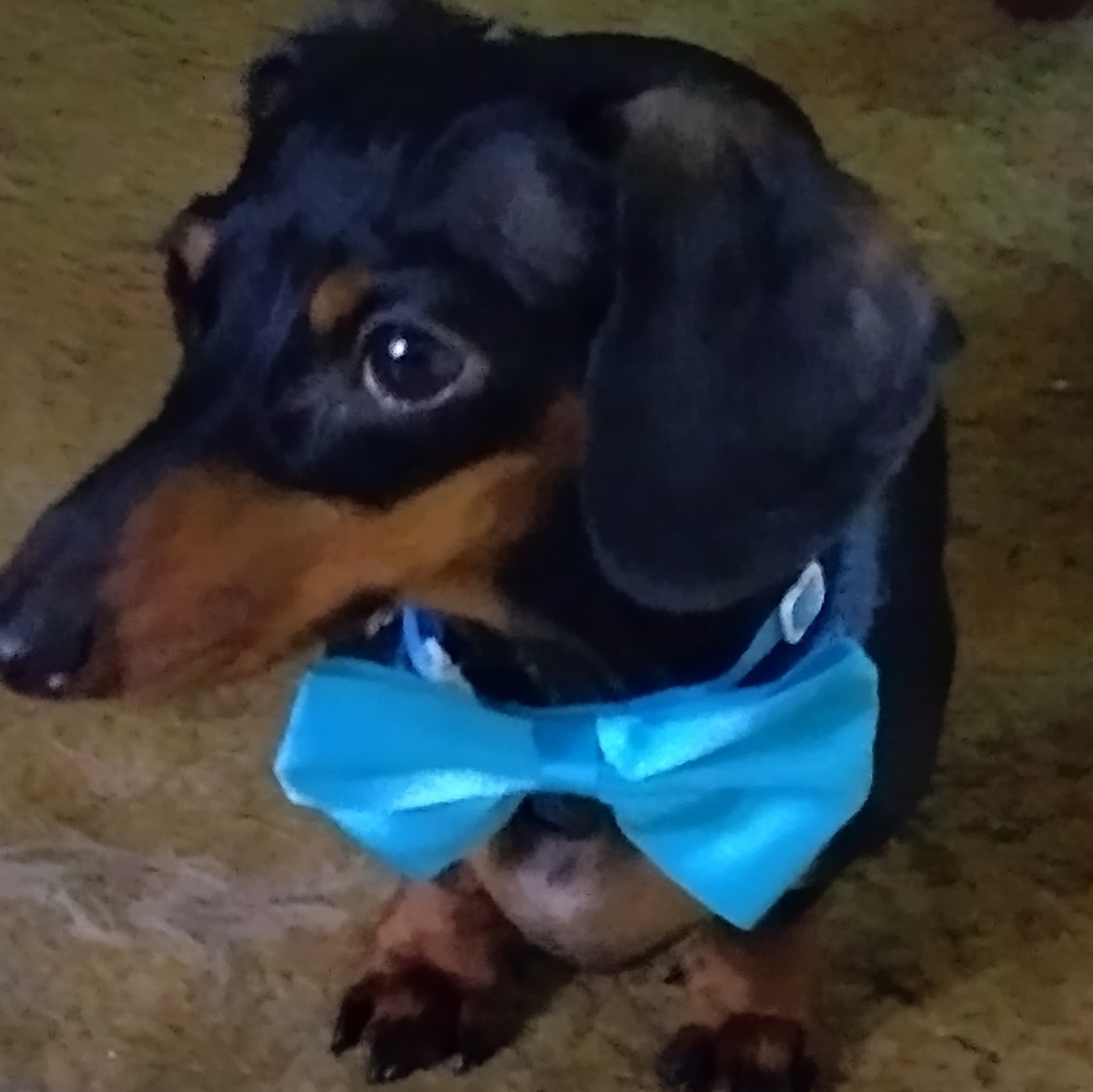 Meet your Posher, Bill